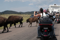 Wildlife Loop in Custer South Dakota