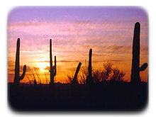 saguaro