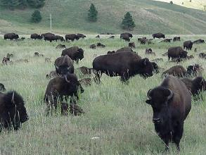 grote kuddes bisons in custer state park