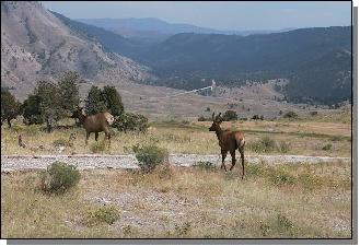 Overstekend wild in Yellowstone