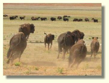 grote kudde bisons