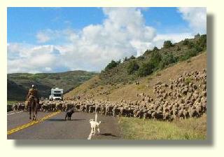 Duizenden schapen op de Highway