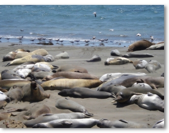 walrussen langs de US 101