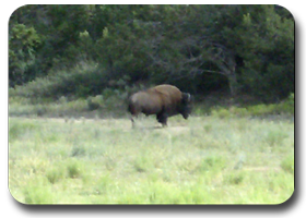 bisons