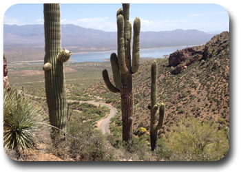 De Saguaro's bij het Tonto National Monument